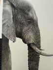 portrait of a giant