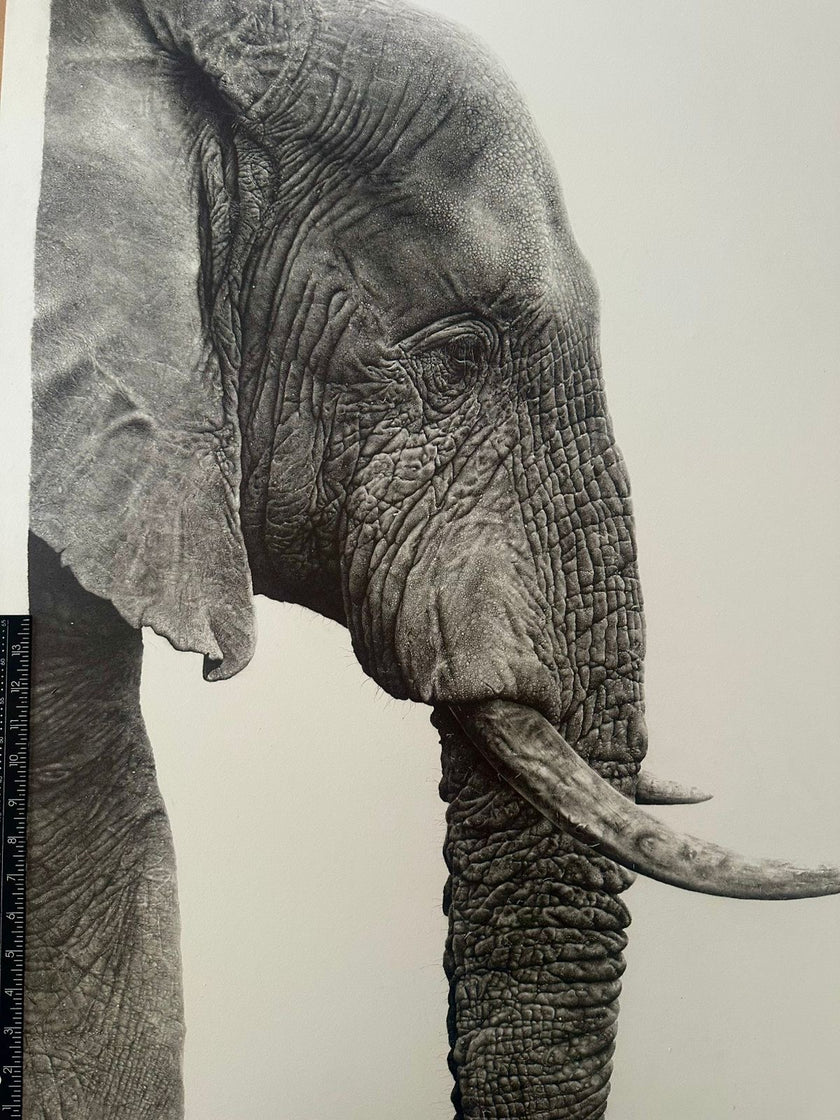 portrait of a giant