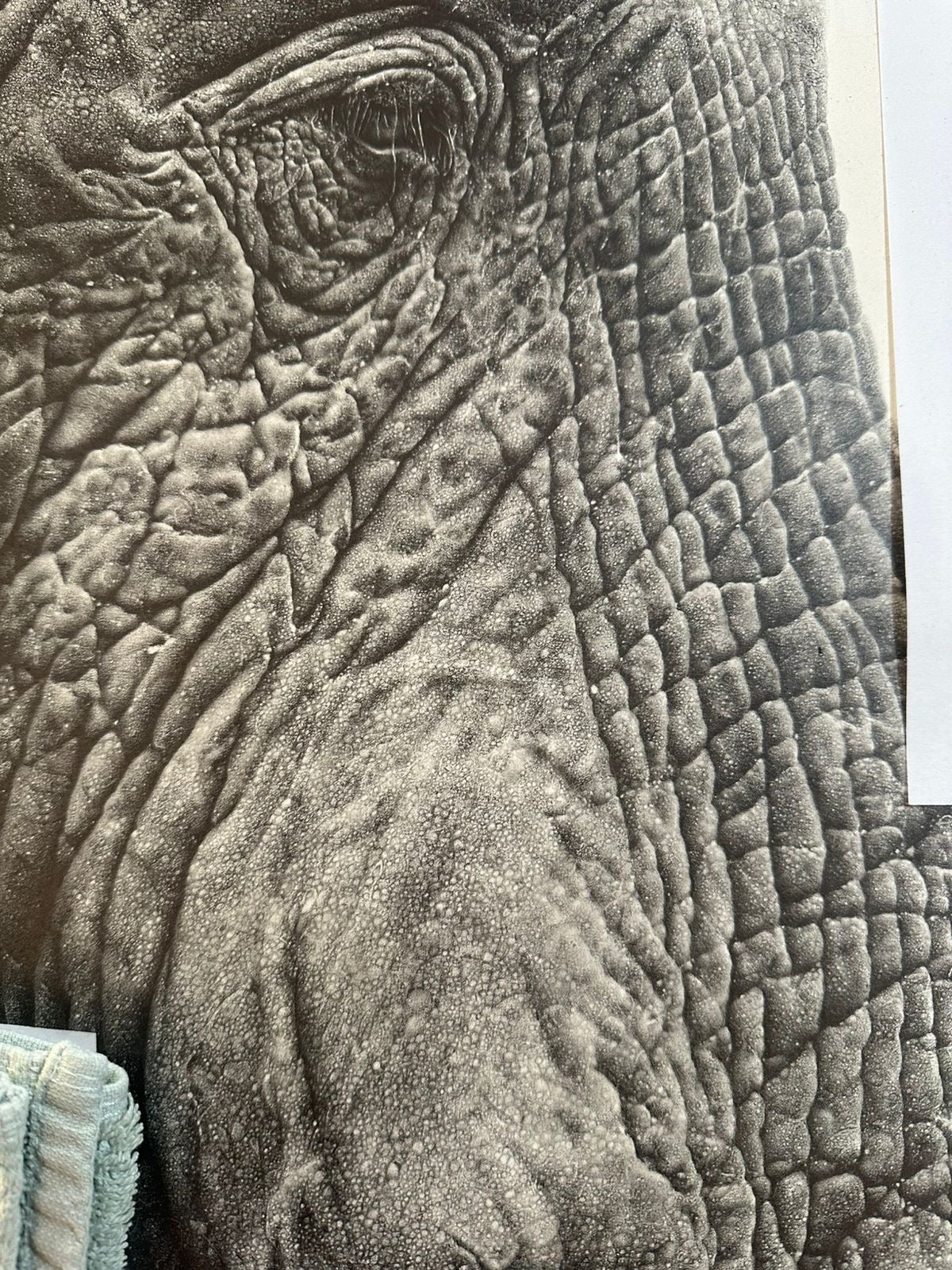 portrait of a giant