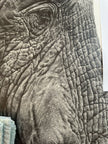 portrait of a giant