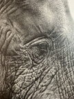portrait of a giant