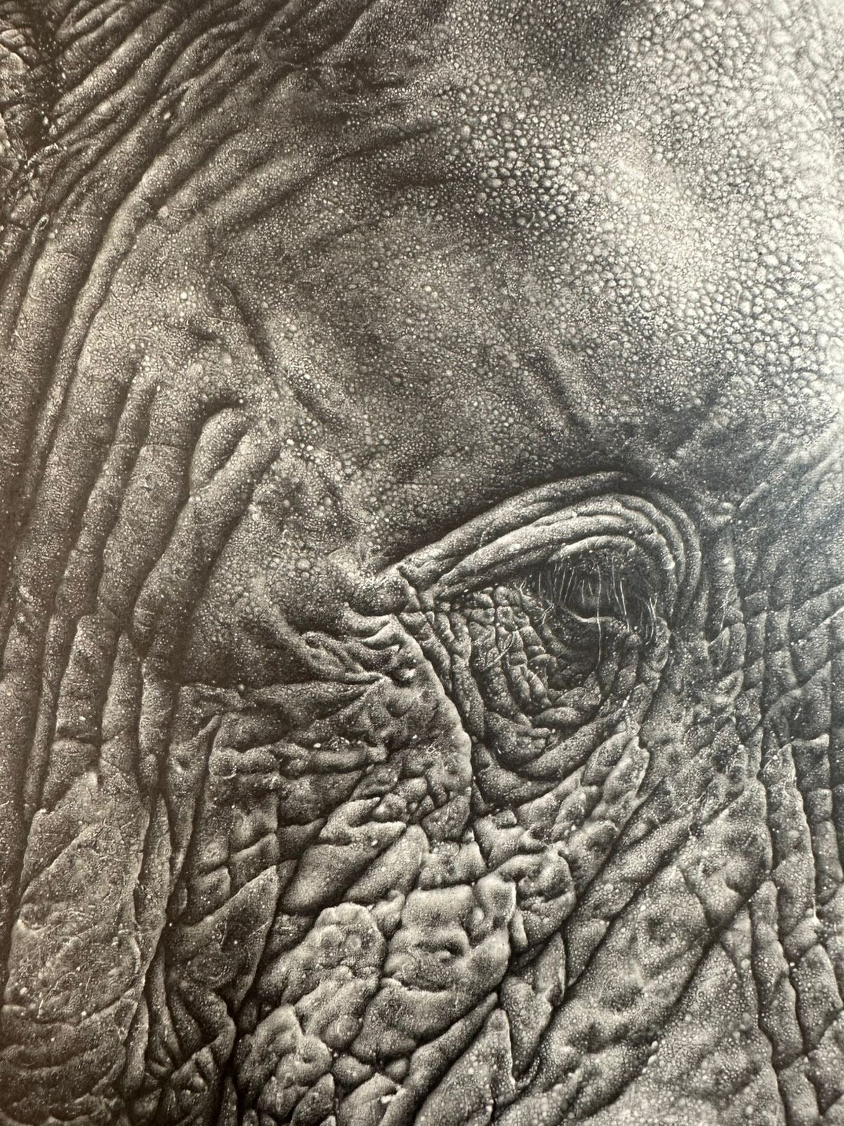 portrait of a giant