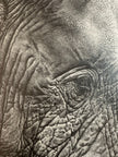 portrait of a giant