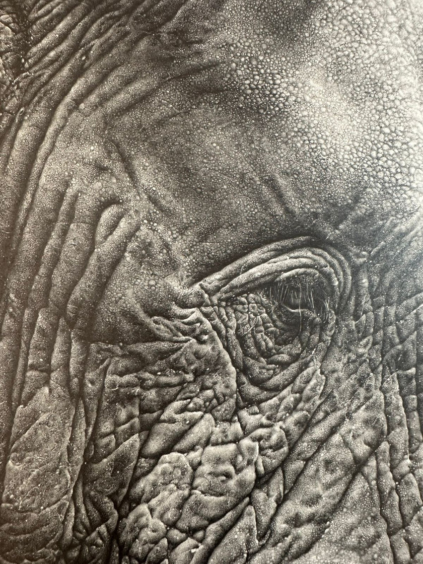 portrait of a giant