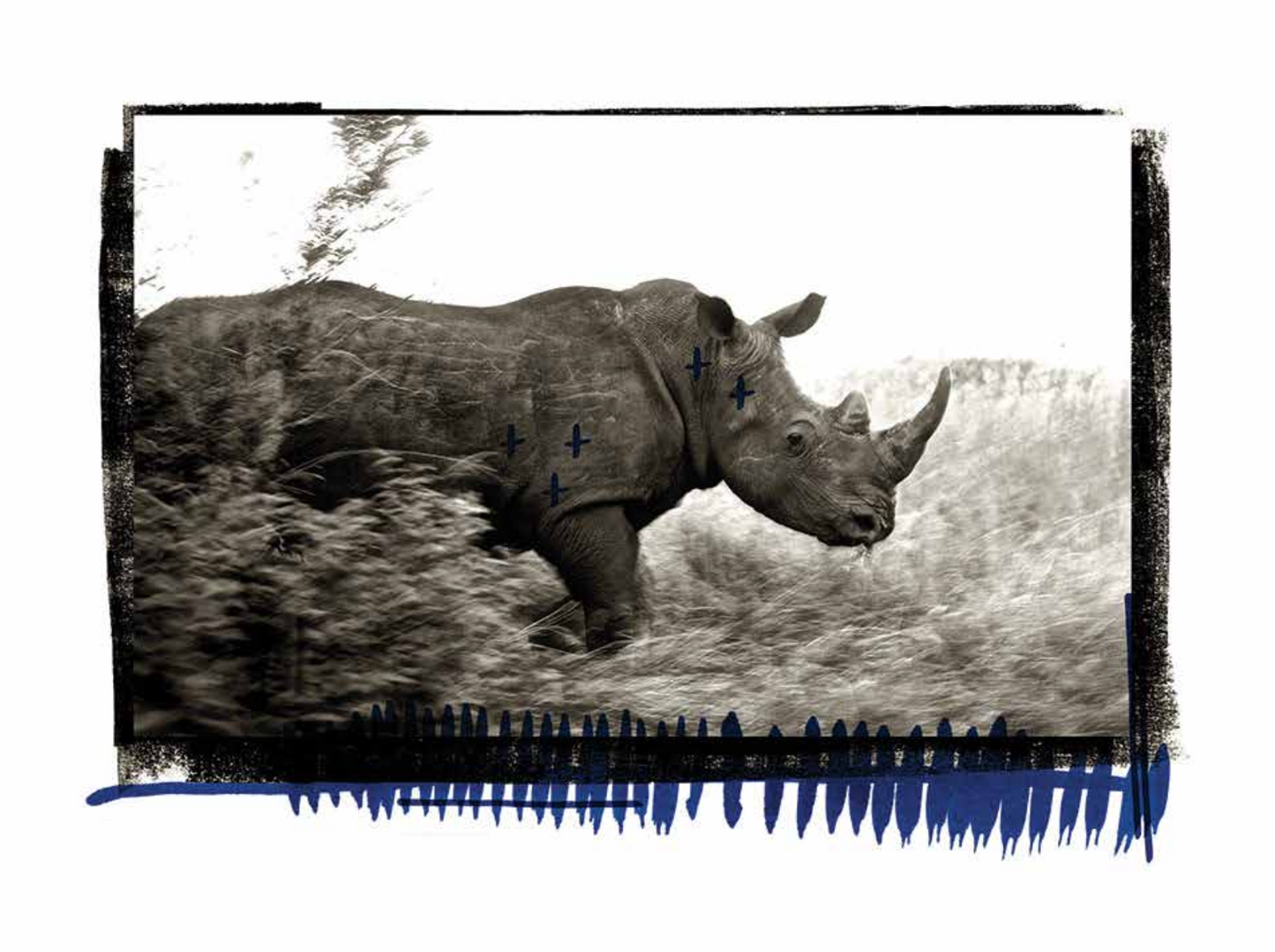 target rhino